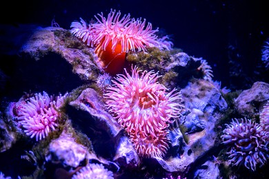 pink actinia on the seabed