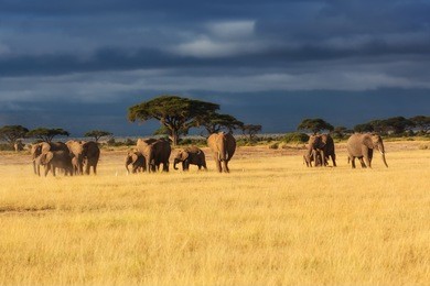 elephant herd with a lot of young ones early in the morning in amboseli national park, kenya