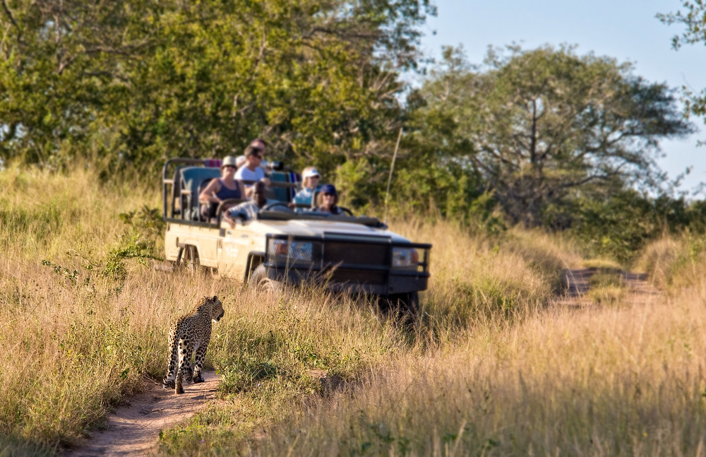 tourists observing a female leopard, south africa