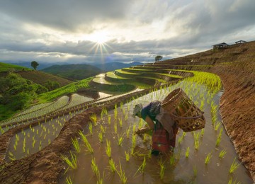 a farmer woman growing seedling rice terraces in paddy field in rural area, traditional rice planting progress. local people lifestyle in thailand.