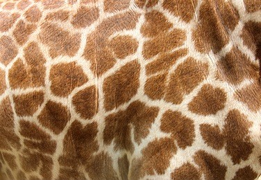 genuine leather skin of giraffe with light and dark brown spots.