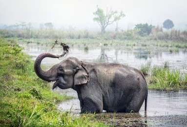 elephant taking a bath in the river of chitwan national park, nepal