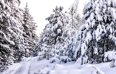 snow covered fir trees in the winter forest