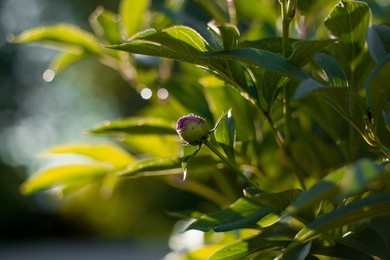 close-up of a blooming pink peony bud. a flower in raindrops at sunset. green natural background. beautiful bokeh. a copy of the text space.