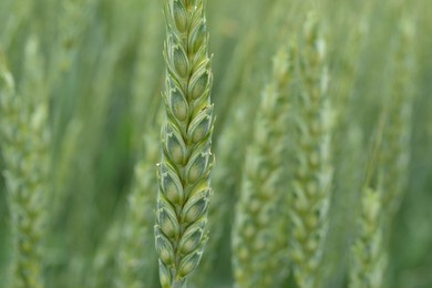 green ear of winter wheat in close-up shot on a light green pastel background of wheat ears