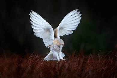 owl fly with open wings. barn owl, tyto alba, flight above red grass in the morning. wildlife bird scene from nature. cold morning sunrise, animal in the habitat. bird in the forest.       