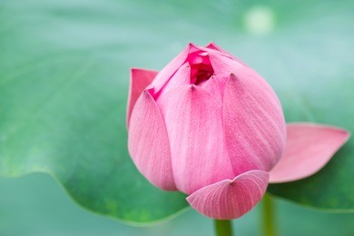 lotus in summer