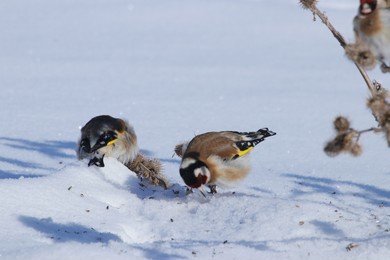 wild birds on a light background
