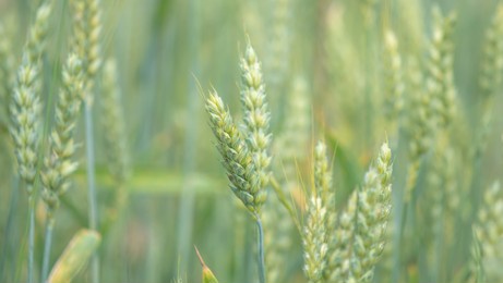 green sea of wheat ears bending under wind gusts. agriculture, farming, agronomy, industry concept. horizontal image.