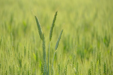 closeup of green wheat field