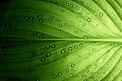 a beautiful fresh green leaf covered with raindrops and highlighted by the sun. the plant has a beautiful expressive structure.                         