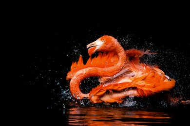 phoenicopterus ruber. american flamingo is a type of wading bird in the family phoenicopteridae, the only bird family in the order phoenicopteriformes. on black background.