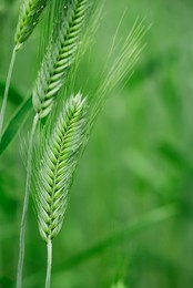 macro close up of fresh young ears of young green wheat in spring summer field. free space for text. agriculture scene