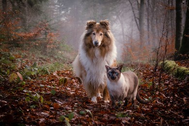 collie dog and siamese cat in the foggy autumn forest