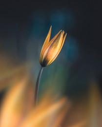 macro of single isolated rellow tulip flower against soft, blurred dark background with bokeh. foreground flowers creating fore-like blur