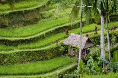 bali rice terraces. the rice fields terrace are works of art. one of the nicest is the tegallalang, which is about 15 minutes from the center of ubud.  this method of irrigation is known as subak.