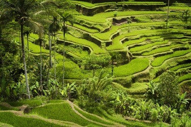 bali rice terraces. the rice fields terrace are works of art. one of the nicest is the tegallalang, which is about 15 minutes from the center of ubud.  this method of irrigation is known as subak.