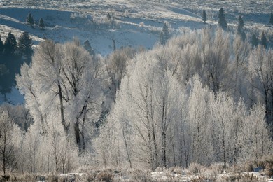 frost covered trees at sunrise, grand teton national park, wyoming