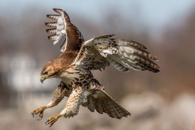 a red tailed hawk going in for the kill