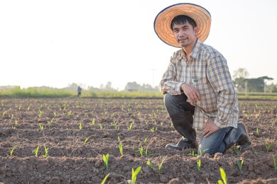asian man, farmer looking at the produce at a corn farm