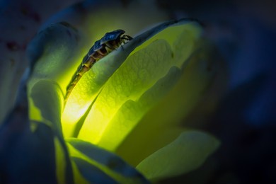female firefly common glowworm lampyris noctiluca sitting on a rose blossom glowing in the dark 