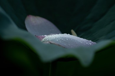 beautiful lotus petals and water droplets.