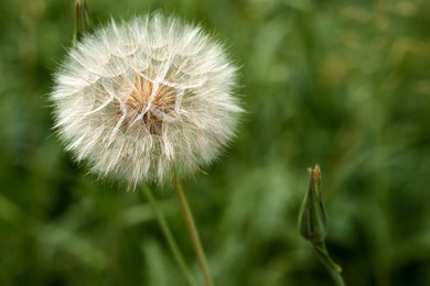 closed bud of a dandelion. dandelion white flowers in green grass. high quality photo