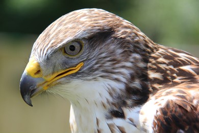 close up of the head of a bird of prey