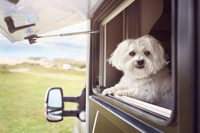 dog looking out of motorhome or caravan window on vacation