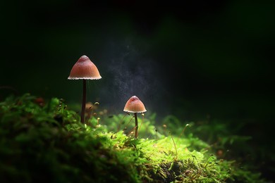 small inedible mushrooms, poisonous mushrooms forest background macro nature wild