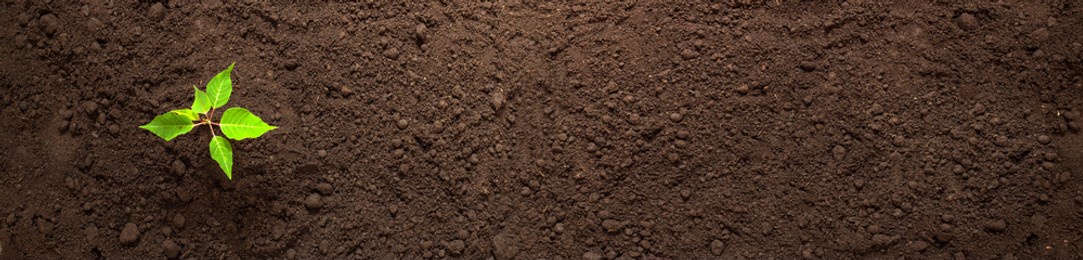 earth day banner, young green sprout growing on soil, ecology concept, organic food, plant a tree, agriculture and farming background