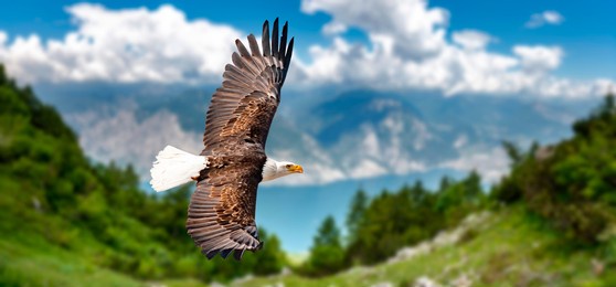 eagle flies at high altitude with wings outstretched on a sunny day in the mountains.