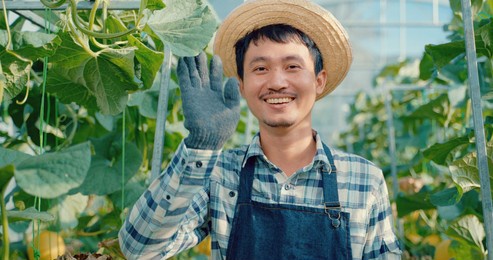 young handsome asian male farmer in an apron looking at camera and checking the quality of an organic melon in the hydroponic garden. young gardener looking at the camera and talking to the camera
