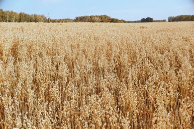 golden colour wheat field against blue sky on sunny day