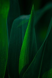 blooming corn with dew on the leaves