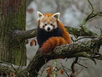 red panda on branch in foggy forest