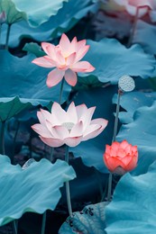 beauty pink lotus or water lily is in closeup in lotus pond