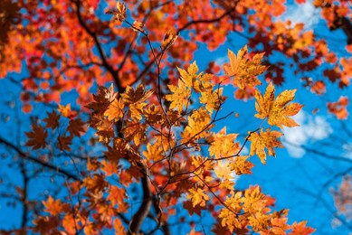 maple autumn leaves on blue sky background