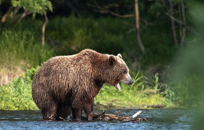 wild adult brown bear on the river fishing for salmon. brown bear chasing sockeye salmon at a river. kamchatka brown bear, ursus arctos piscator. natural habitat. kamchatka, russia