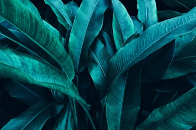 tropical leaves, dark blue foliage nature background, toned process