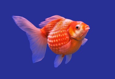 red and white peal scale goldfish on isolated blue background. carassius auratus is freshwater fish, one of the most popular ornamental fish