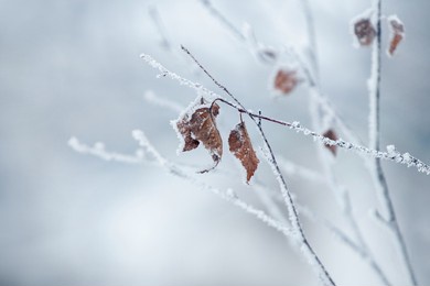 winter view, winter background with withered leaves on a frost-covered tree branch on a blurred background in gentle gray-blue tones