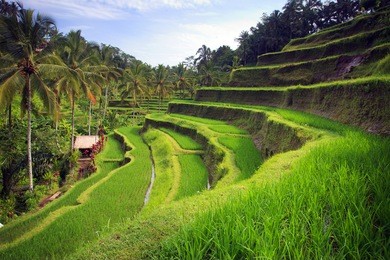 terrace rice fields in tegallalang, ubud on bali, indonesia.