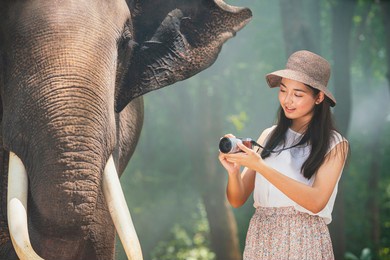 a young asian tourist photographs an elephant in the forest of surin, thailand. 