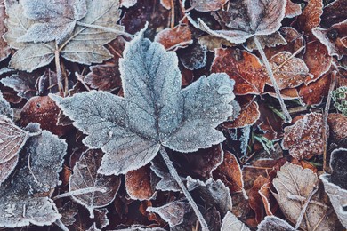 frozen leafs, winter, wintery leafs, frost, cold, leaves on the ground, ground frost,
