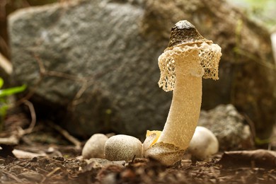 "jamur tudung pengantin" or bridal veil mushroom (phallus indusiatus) in the humid forest