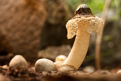 "jamur tudung pengantin" or bridal veil mushroom (phallus indusiatus) in the humid forest