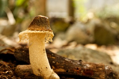 "jamur tudung pengantin" or bridal veil mushroom (phallus indusiatus) in the humid forest