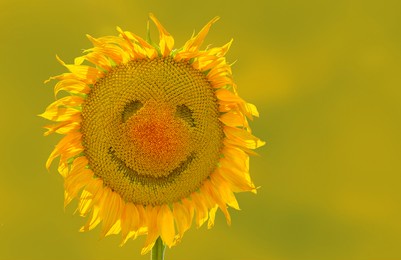 funny sunflower face with smile on summer background. concept of good mood or positive advertising of organic products.