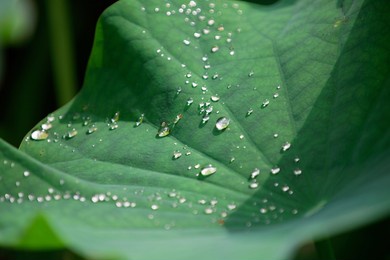 lotus  green leaves in a pond with beautiful mood ~ close-up of a lovely lotus with water drops under bright summer shine (shallow focus and blurred background effect